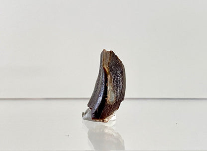 Jobaria Tiguidensis Fossil Tooth (0.99") – Sauropod Dinosaur, Jurassic, Niger - FossilsAndMore