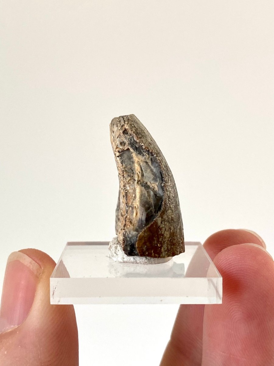 Jobaria Tiguidensis sauropod dinosaur tooth (2.7cm) - FossilsAndMore