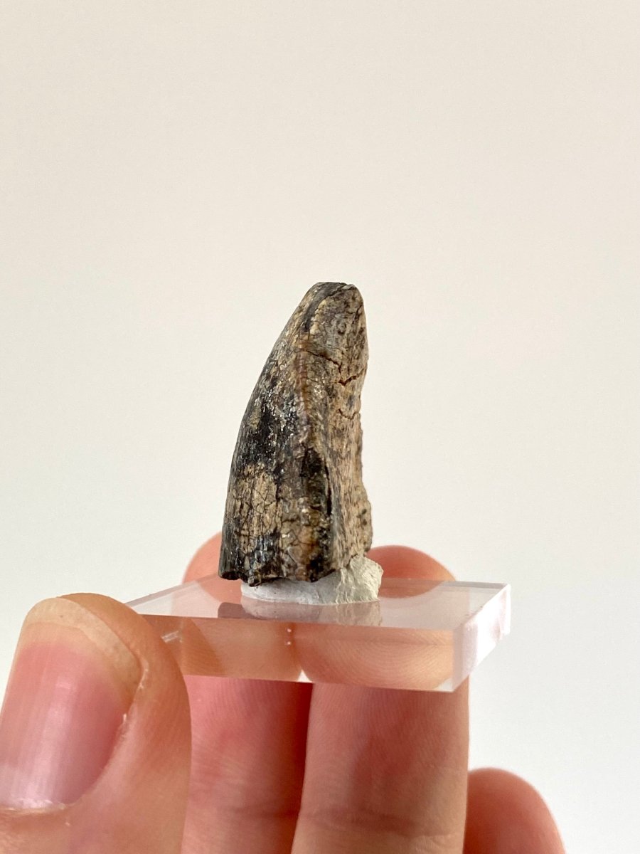 Jobaria Tiguidensis sauropod dinosaur tooth (2.7cm) - FossilsAndMore