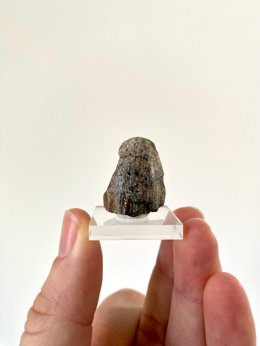 Jobaria Tiguidensis sauropod dinosaur tooth (2.7cm) - FossilsAndMore