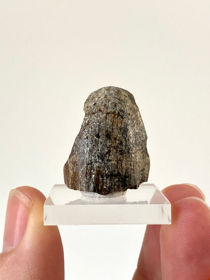 Jobaria Tiguidensis sauropod dinosaur tooth (2.7cm) - FossilsAndMore