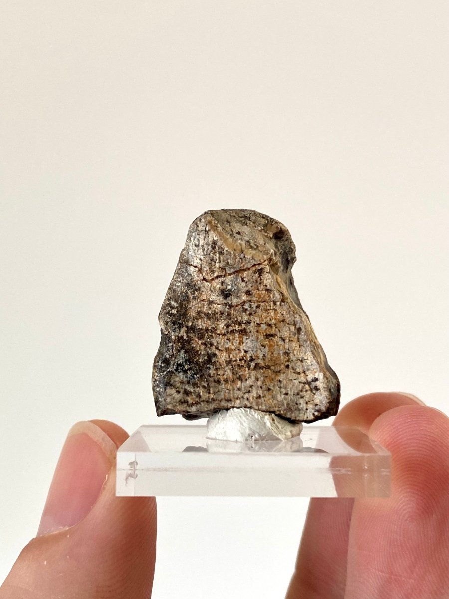 Jobaria Tiguidensis sauropod dinosaur tooth (2.7cm) - FossilsAndMore