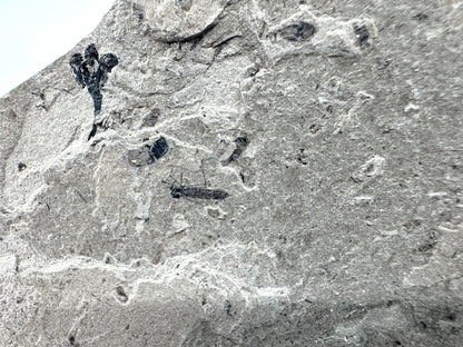 Jurassic Insect Fossil from Daohugou Biota, Inner Mongolia, China (0.29") - FossilsAndMore