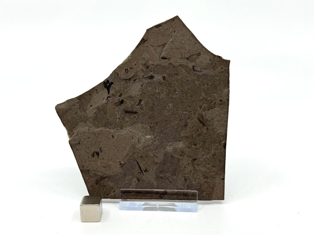 Jurassic Insect Fossil from Daohugou Biota, Inner Mongolia, China (0.29") - FossilsAndMore