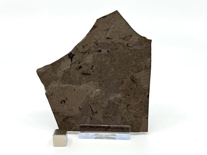 Jurassic Insect Fossil from Daohugou Biota, Inner Mongolia, China (0.29") - FossilsAndMore