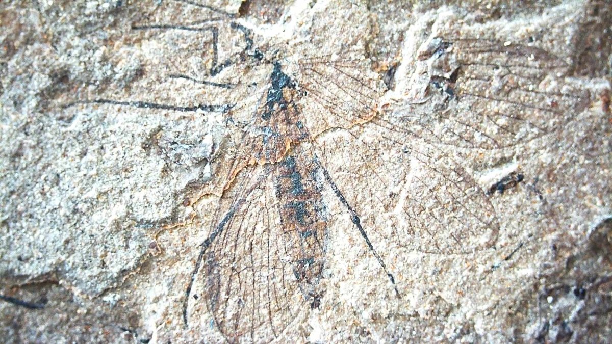Jurassic Insect Fossil from Daohugou Biota, Inner Mongolia, China (0.29") - FossilsAndMore