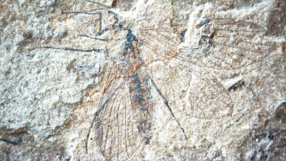Jurassic Insect Fossil from Daohugou Biota, Inner Mongolia, China (0.29") - FossilsAndMore