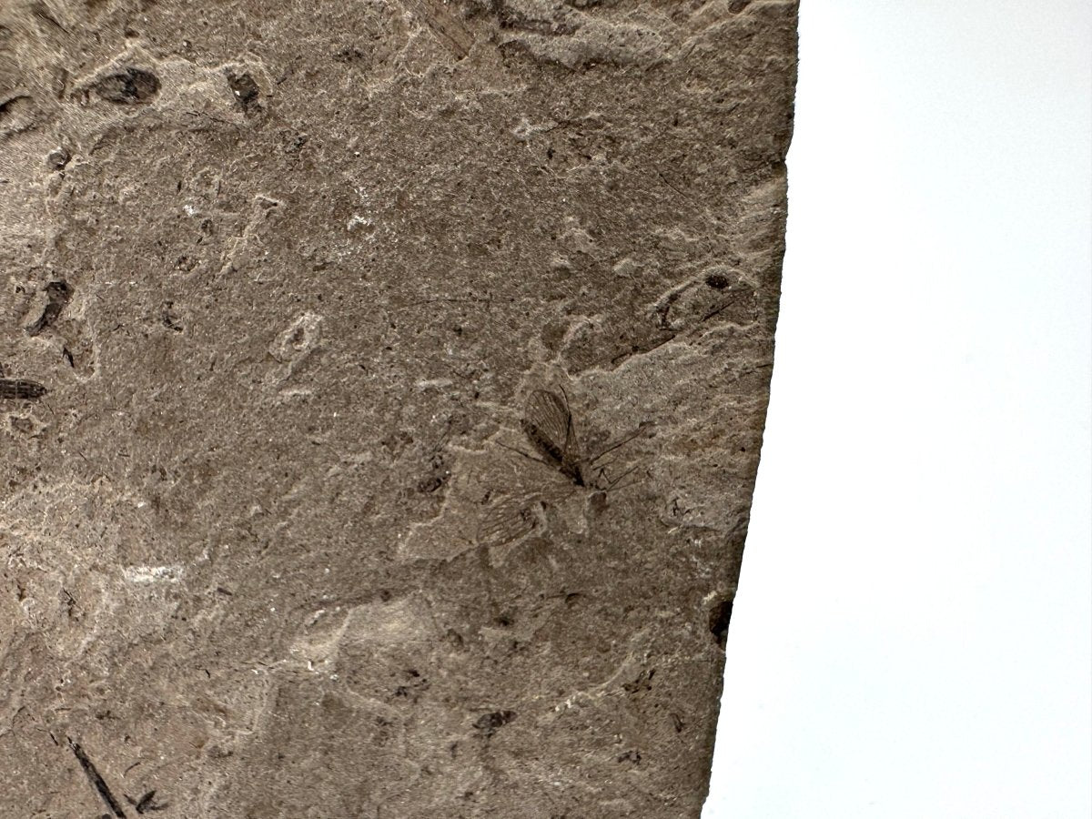 Jurassic Insect Fossil from Daohugou Biota, Inner Mongolia, China (0.29") - FossilsAndMore