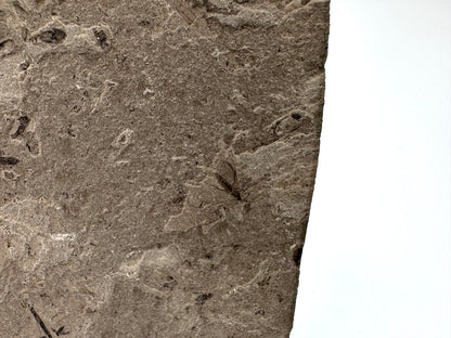 Jurassic Insect Fossil from Daohugou Biota, Inner Mongolia, China (0.29") - FossilsAndMore