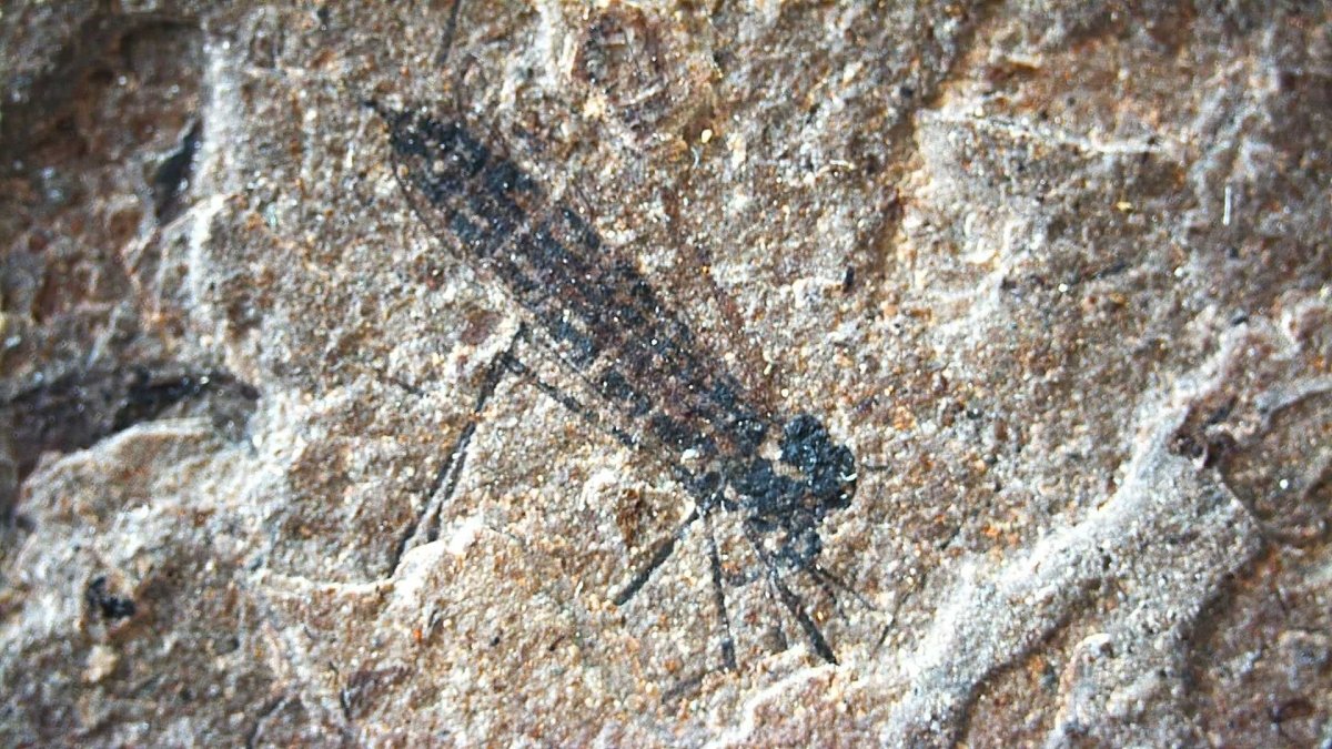 Jurassic Insect Fossil from Daohugou Biota, Inner Mongolia, China (0.29") - FossilsAndMore