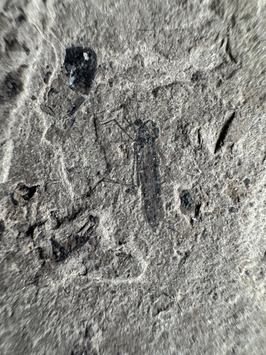 Jurassic Insect Fossil from Daohugou Biota, Inner Mongolia, China (0.48") - FossilsAndMore