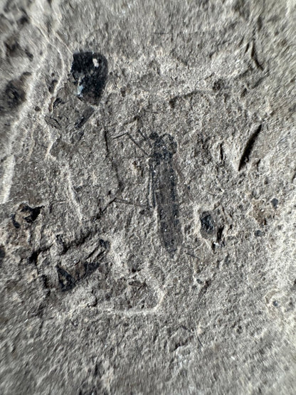 Jurassic Insect Fossil from Daohugou Biota, Inner Mongolia, China (0.48") - FossilsAndMore