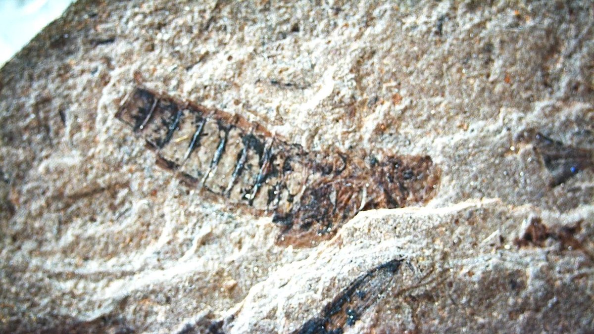 Jurassic Insect Fossil from Daohugou Biota, Inner Mongolia, China (0.48") - FossilsAndMore