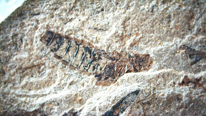 Jurassic Insect Fossil from Daohugou Biota, Inner Mongolia, China (0.48") - FossilsAndMore