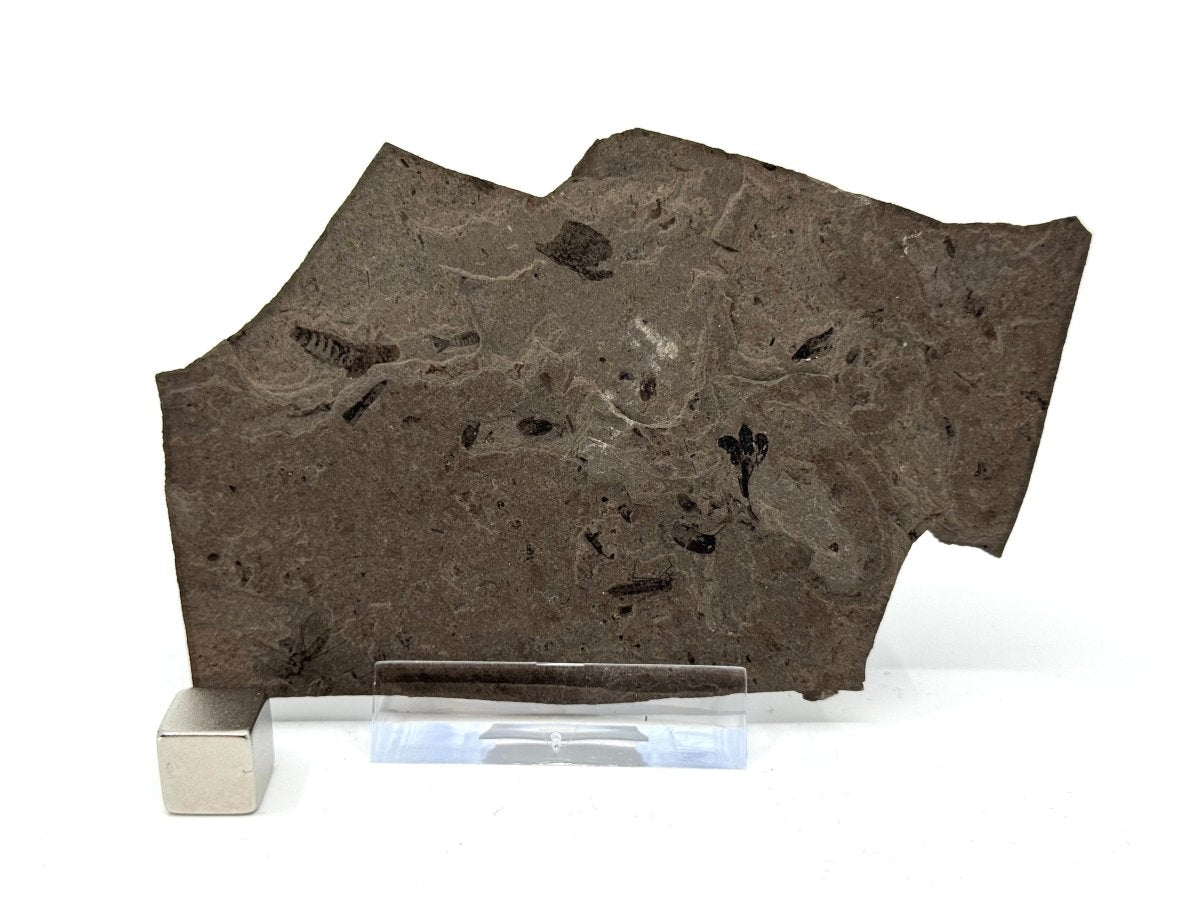 Jurassic Insect Fossil from Daohugou Biota, Inner Mongolia, China (0.48") - FossilsAndMore