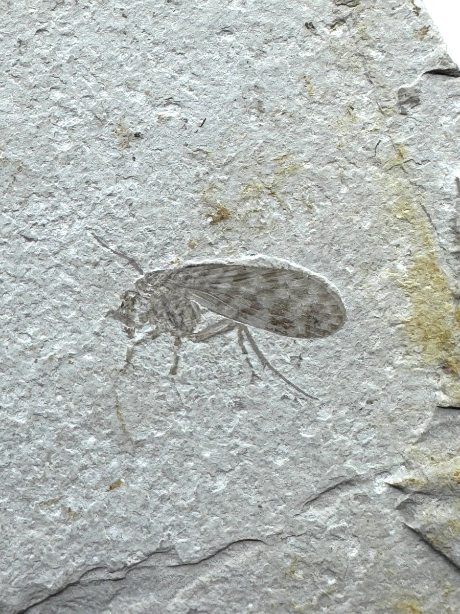 Jurassic Insect Fossil from Daohugou Biota, Inner Mongolia, China (0.58") - FossilsAndMore