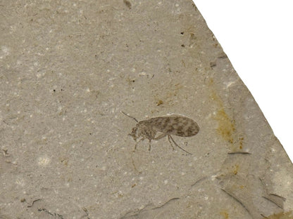 Jurassic Insect Fossil from Daohugou Biota, Inner Mongolia, China (0.58") - FossilsAndMore