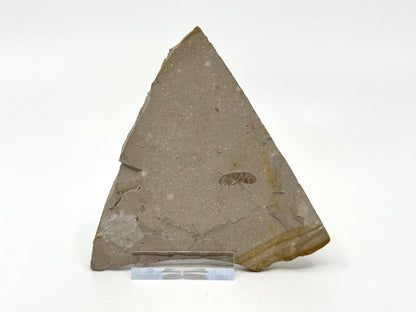 Jurassic Insect Fossil from Daohugou Biota, Inner Mongolia, China (0.58") - FossilsAndMore