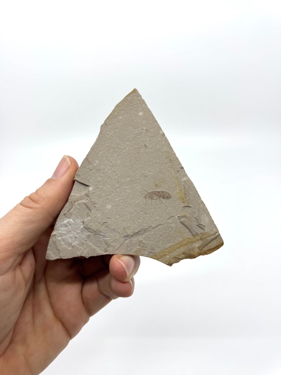 Jurassic Insect Fossil from Daohugou Biota, Inner Mongolia, China (0.58") - FossilsAndMore