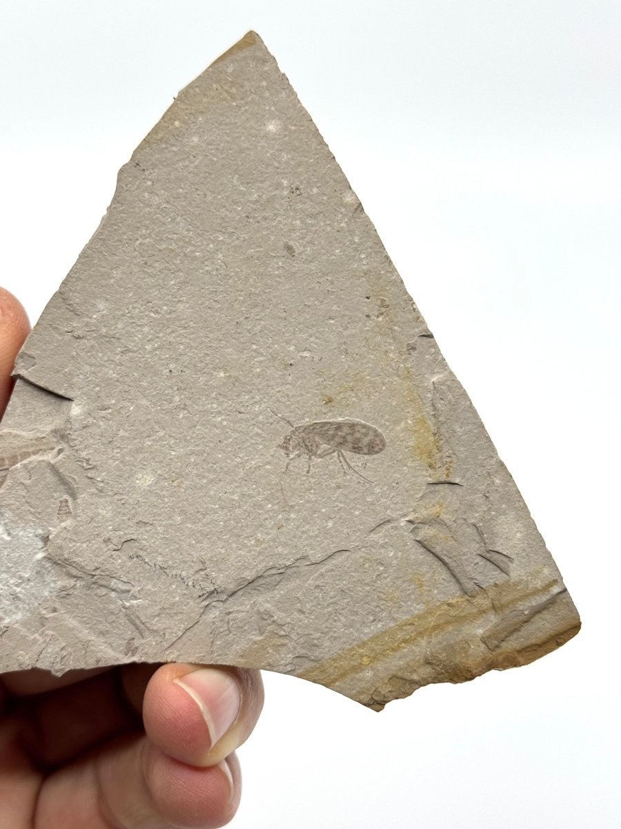 Jurassic Insect Fossil from Daohugou Biota, Inner Mongolia, China (0.58") - FossilsAndMore