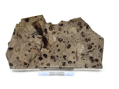 Jurassic Insect Fossil from Daohugou Biota, Inner Mongolia, China (1.41") - FossilsAndMore