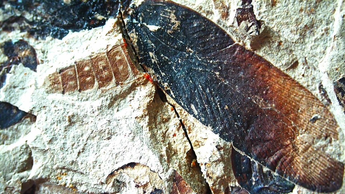 Jurassic Insect Fossil from Daohugou Biota, Inner Mongolia, China (1.41") - FossilsAndMore