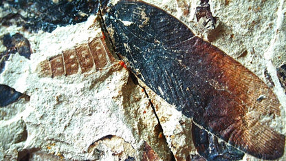 Jurassic Insect Fossil from Daohugou Biota, Inner Mongolia, China (1.41") - FossilsAndMore