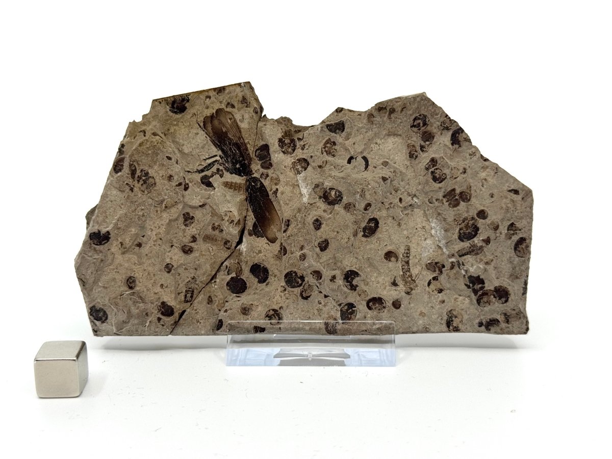 Jurassic Insect Fossil from Daohugou Biota, Inner Mongolia, China (1.41") - FossilsAndMore