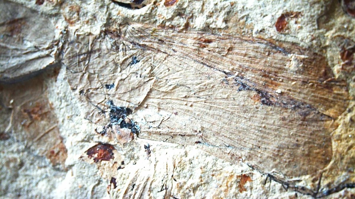 Jurassic Insect Fossil from Daohugou Biota, Inner Mongolia, China (1.41") - FossilsAndMore
