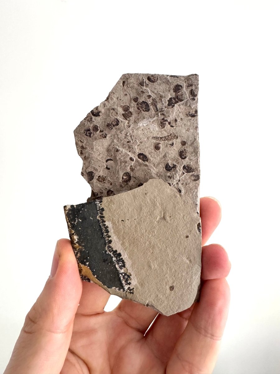 Jurassic Insect Fossil from Daohugou Biota, Inner Mongolia, China (1.41") - FossilsAndMore