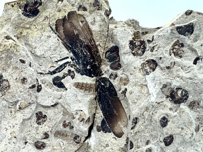 Jurassic Insect Fossil from Daohugou Biota, Inner Mongolia, China (1.41") - FossilsAndMore