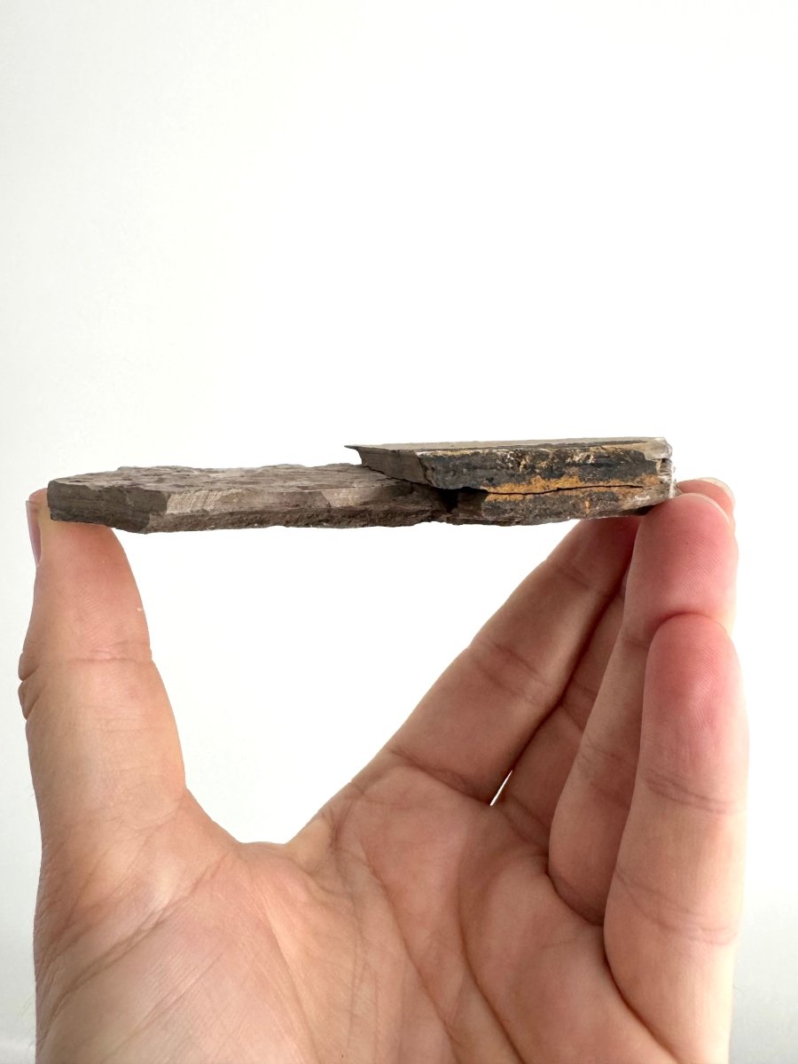 Jurassic Insect Fossil from Daohugou Biota, Inner Mongolia, China (1.41") - FossilsAndMore