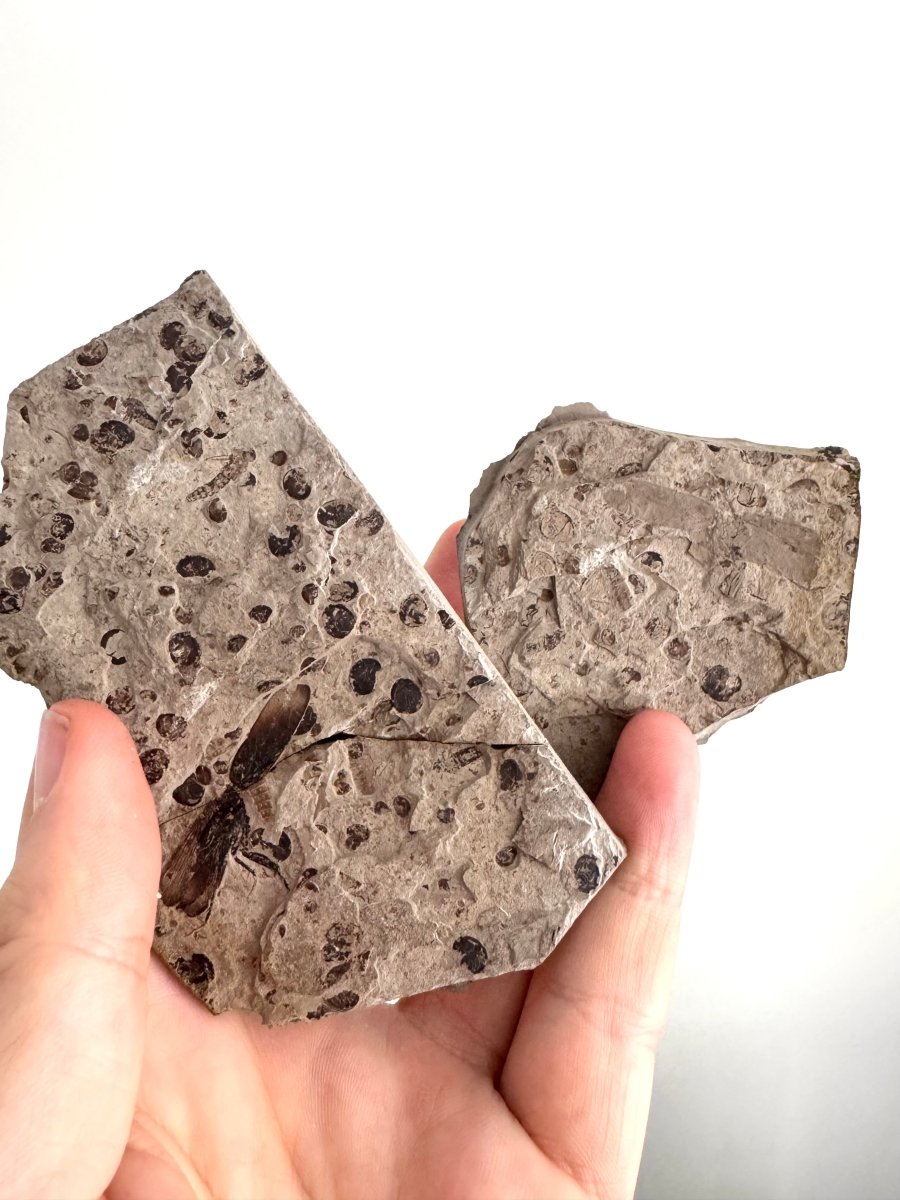 Jurassic Insect Fossil from Daohugou Biota, Inner Mongolia, China (1.41") - FossilsAndMore