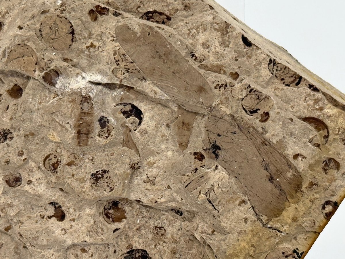 Jurassic Insect Fossil from Daohugou Biota, Inner Mongolia, China (1.41") - FossilsAndMore