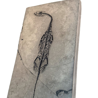 Keichousaurus hui Fossil Marine Reptile (5.65") – Triassic, China - FossilsAndMore