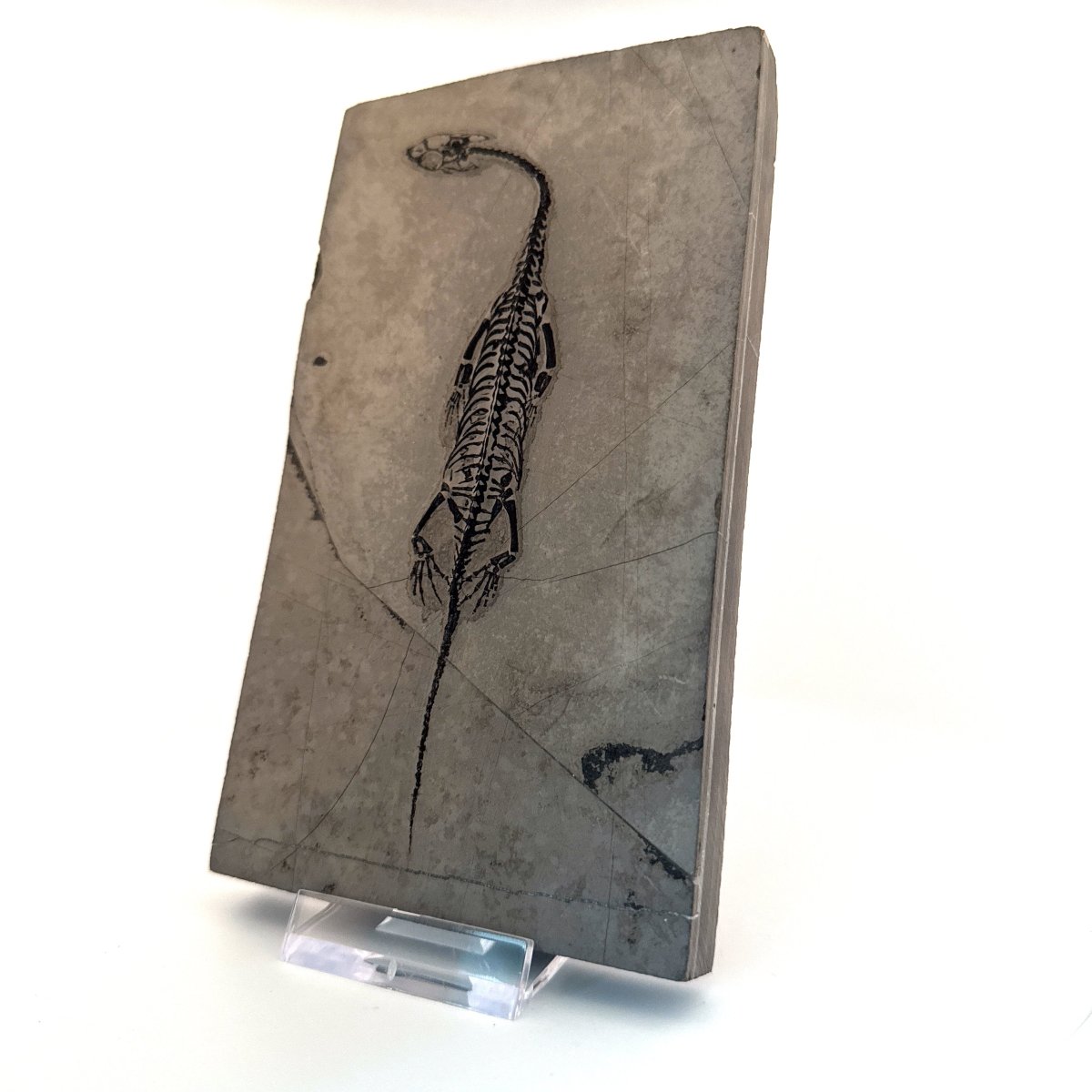 Keichousaurus hui Fossil Marine Reptile (5.65") – Triassic, China - FossilsAndMore