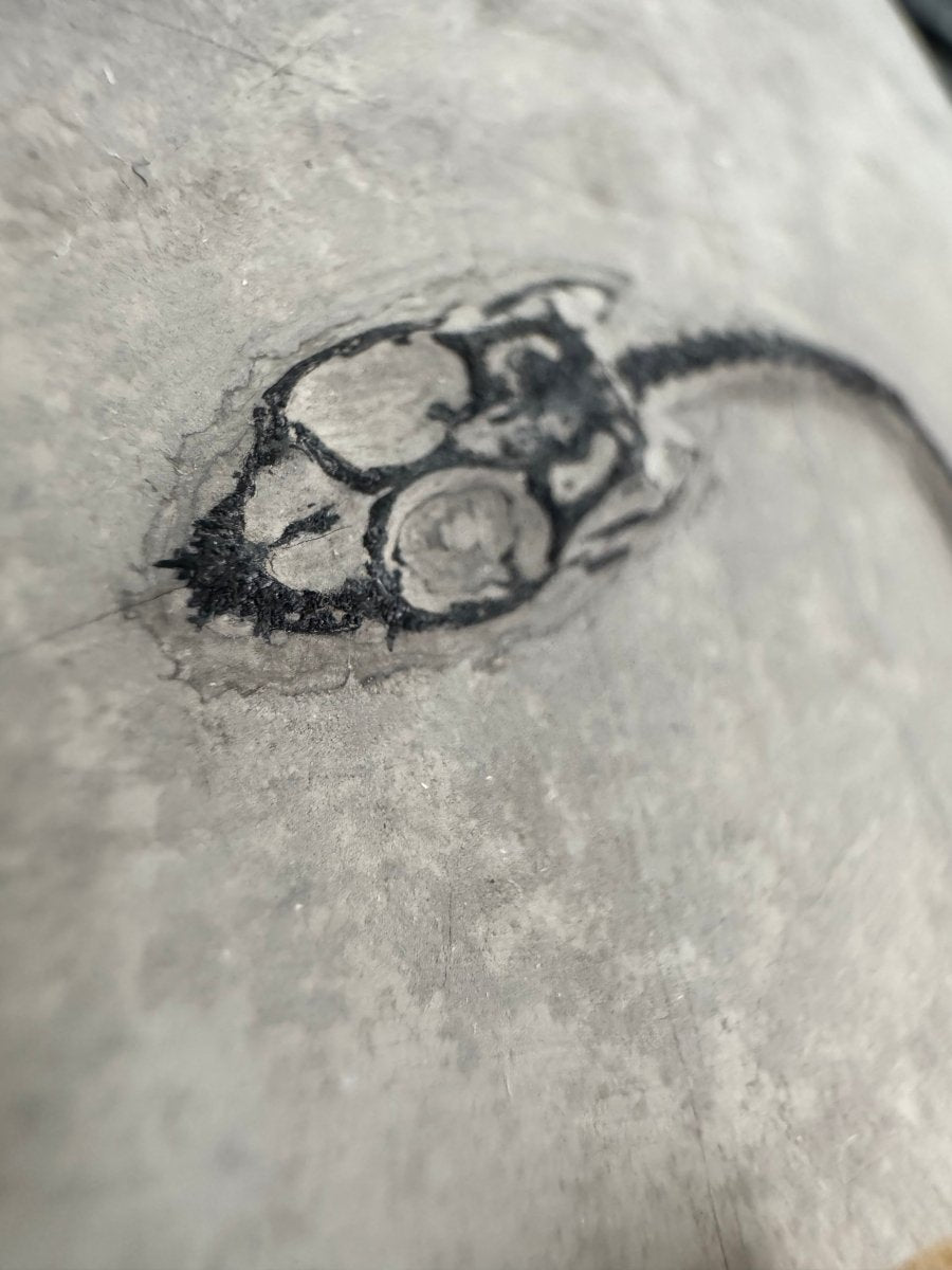 Keichousaurus hui Fossil Marine Reptile (5.65") – Triassic, China - FossilsAndMore