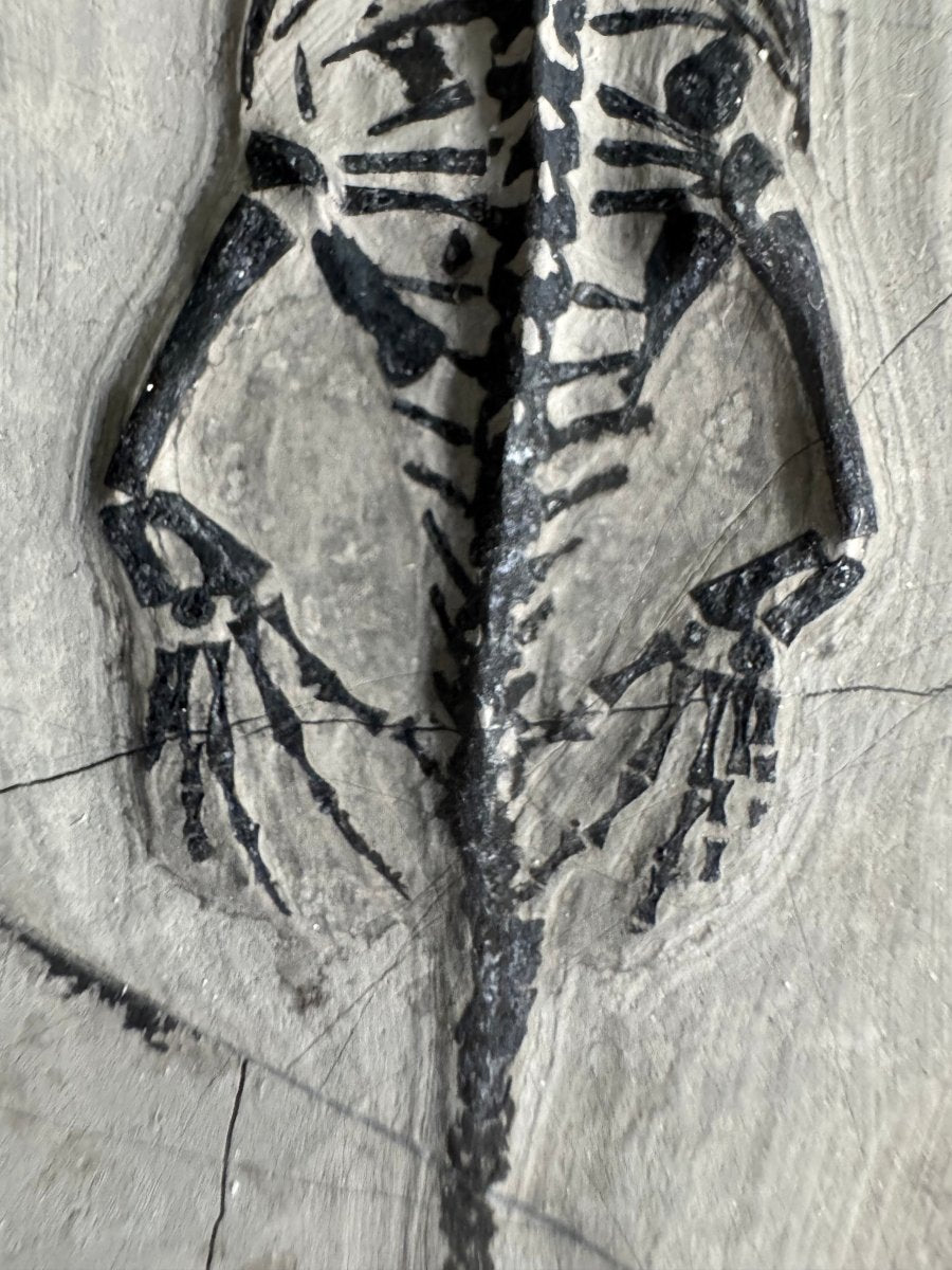 Keichousaurus hui Fossil Marine Reptile (5.65") – Triassic, China - FossilsAndMore