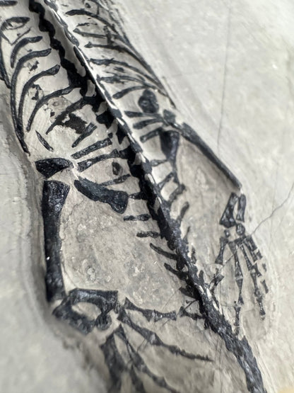 Keichousaurus hui Fossil Marine Reptile (5.65") – Triassic, China - FossilsAndMore