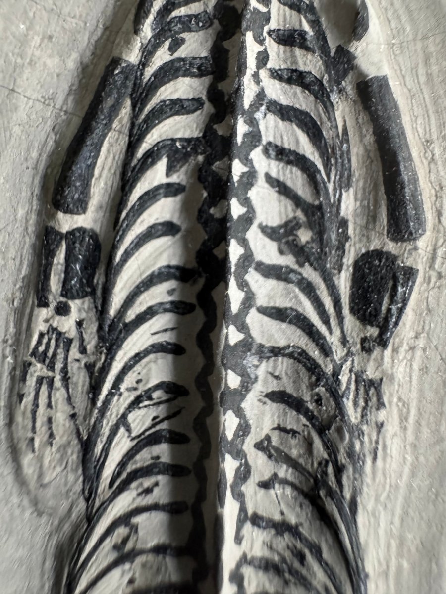 Keichousaurus hui Fossil Marine Reptile (5.65") – Triassic, China - FossilsAndMore