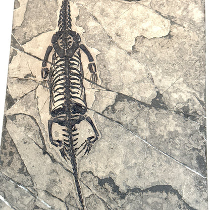 Keichousaurus hui Fossil Marine Reptile (6.49") – Triassic, China - FossilsAndMore