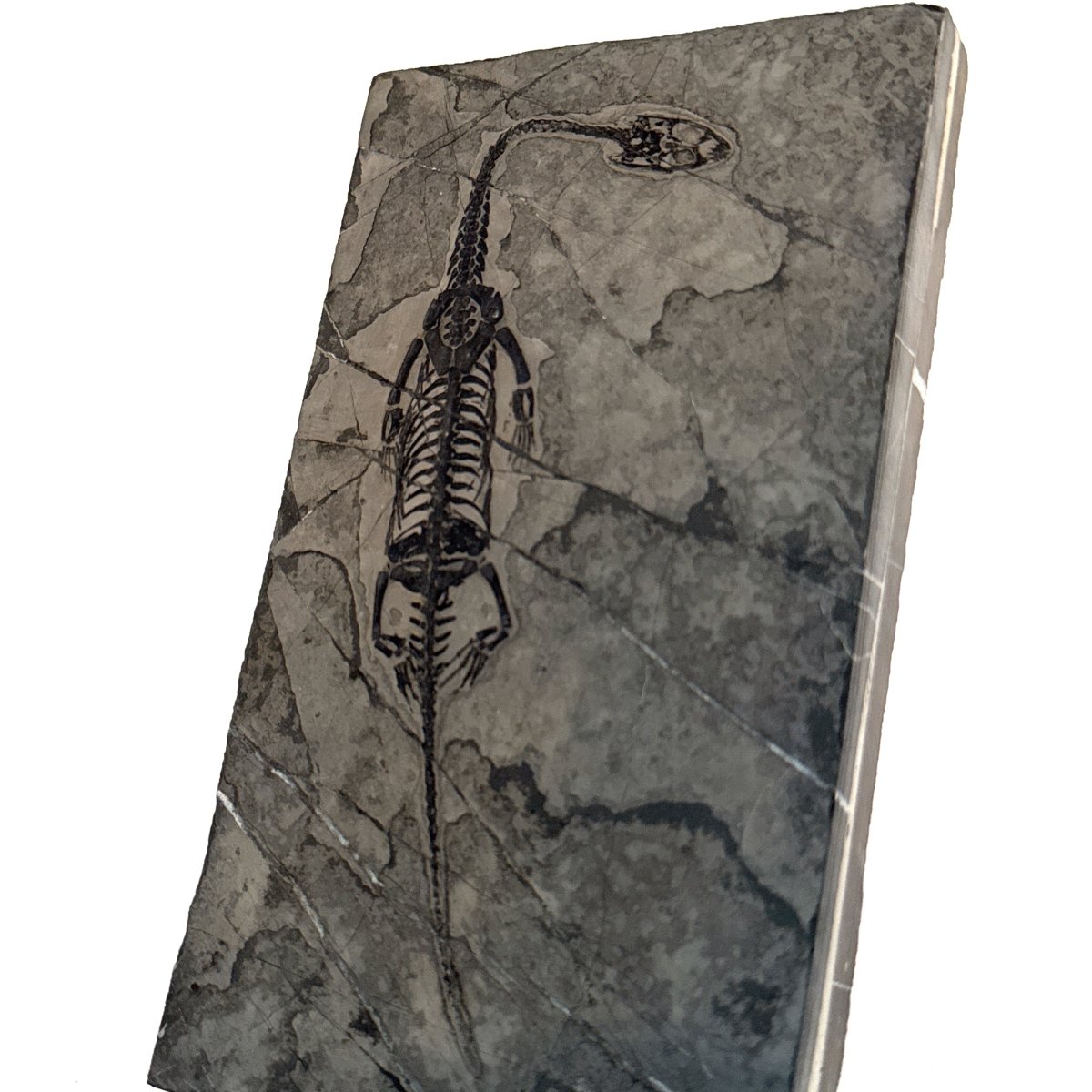 Keichousaurus hui Fossil Marine Reptile (6.49") – Triassic, China - FossilsAndMore