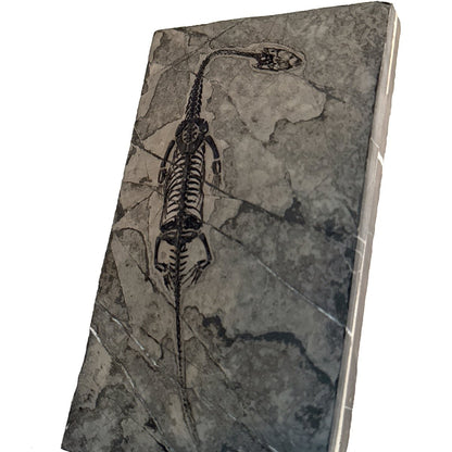 Keichousaurus hui Fossil Marine Reptile (6.49") – Triassic, China - FossilsAndMore