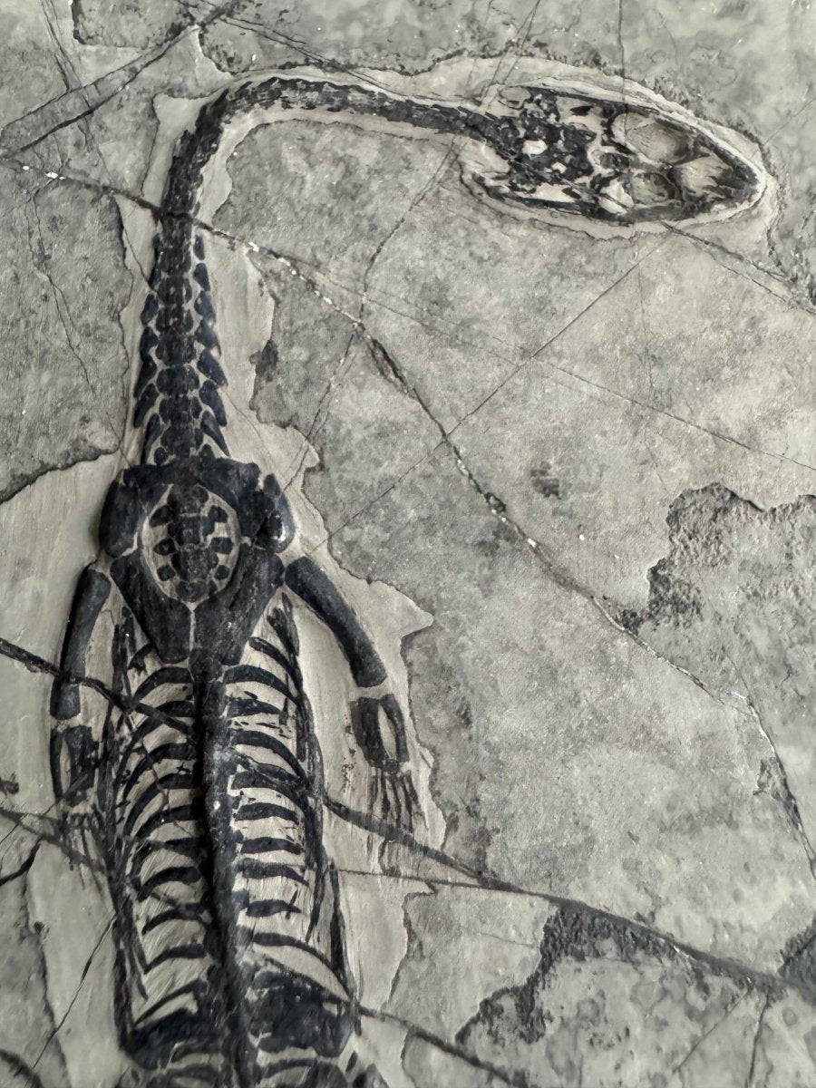 Keichousaurus hui Fossil Marine Reptile (6.49") – Triassic, China - FossilsAndMore