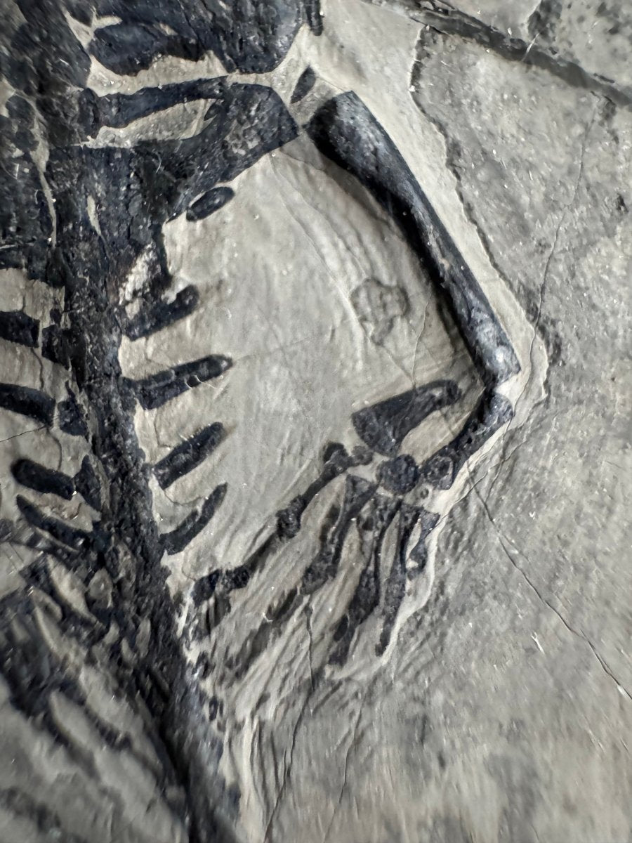 Keichousaurus hui Fossil Marine Reptile (6.49") – Triassic, China - FossilsAndMore