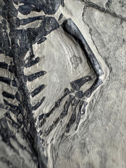 Keichousaurus hui Fossil Marine Reptile (6.49") – Triassic, China - FossilsAndMore