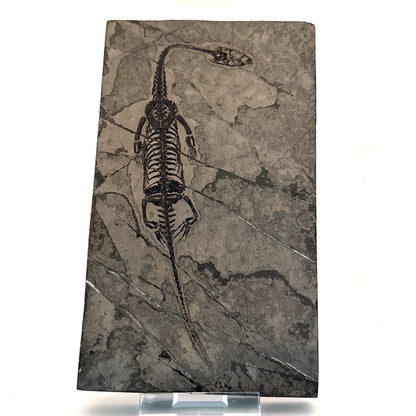 Keichousaurus hui Fossil Marine Reptile (6.49") – Triassic, China - FossilsAndMore