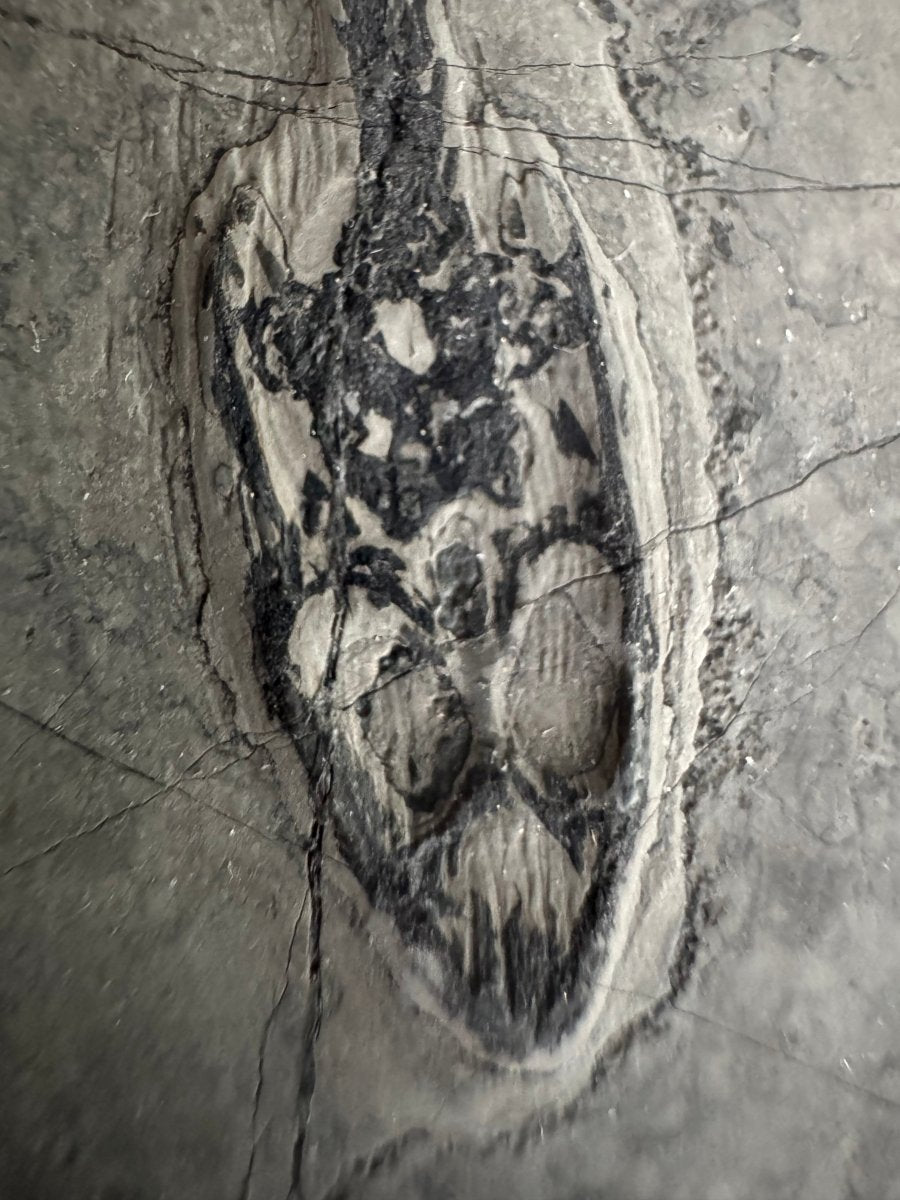 Keichousaurus hui Fossil Marine Reptile (6.49") – Triassic, China - FossilsAndMore