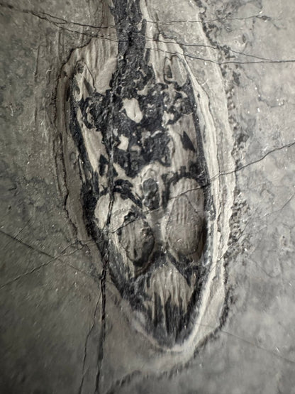 Keichousaurus hui Fossil Marine Reptile (6.49") – Triassic, China - FossilsAndMore