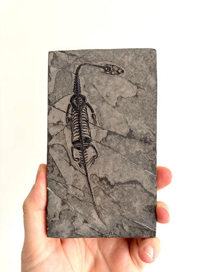 Keichousaurus hui Fossil Marine Reptile (6.49") – Triassic, China - FossilsAndMore